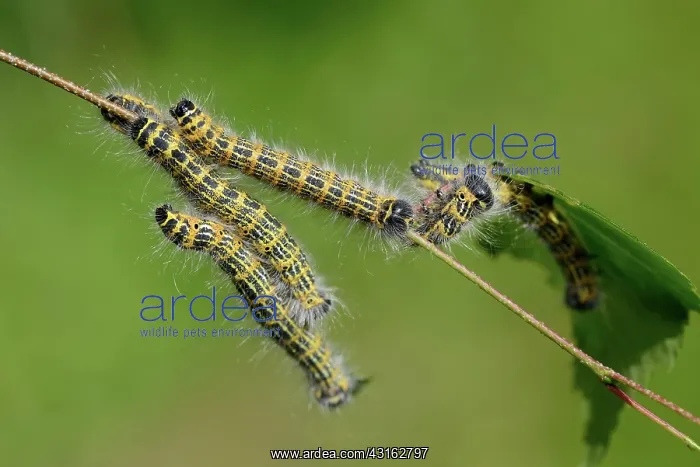 : Buff-tip (Phalera bucephala) moth larva feeding, England, Lincolnshire : Buff-tip (Phalera bucephala) moth larva feeding, England, Lincolnshire