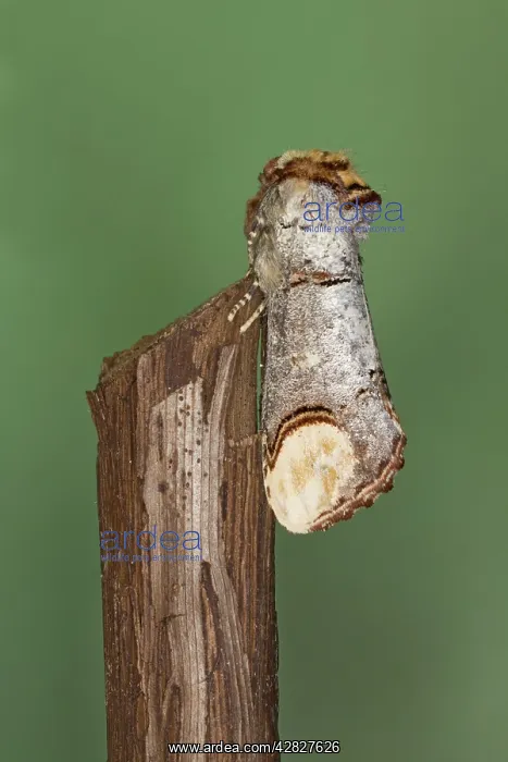 : Buff-tip Moth : Buff-tip Moth