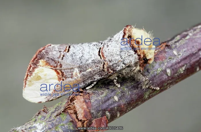 : Buff Tip Moth : Buff Tip Moth