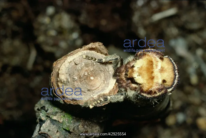 : Buff Tip Moth - camouflaged on broken twig : Buff Tip Moth - camouflaged on broken twig