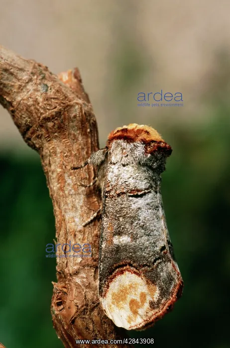 : Buff Tip Moth - camouflaged on twig : Buff Tip Moth - camouflaged on twig