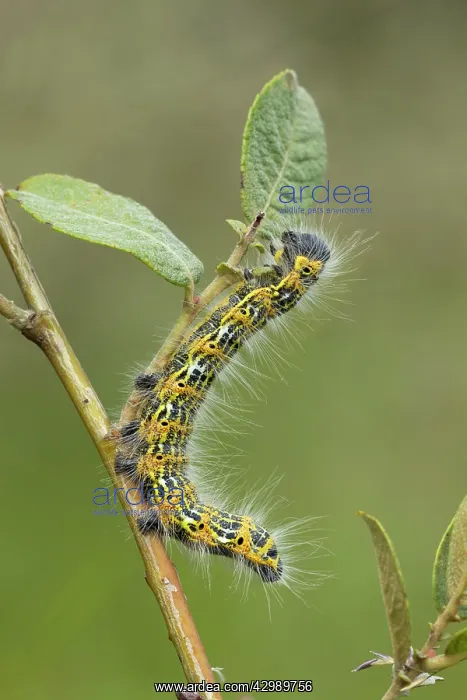 : Buff Tip - moth caterpillar feeding on food plant - August : Buff Tip - moth caterpillar feeding on food plant - August