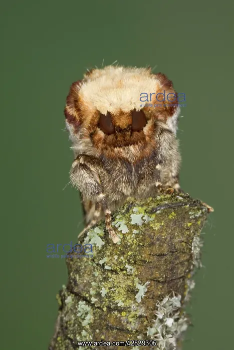 : Buff-tip Moth - demonstrating camouflage : Buff-tip Moth - demonstrating camouflage