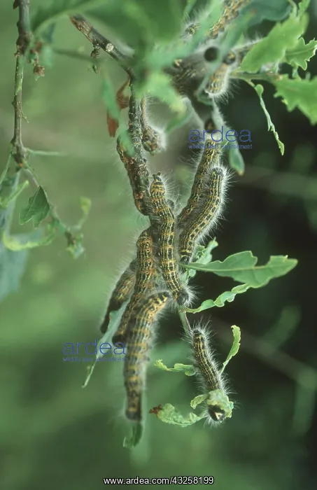 : Buff tip moth larvae : Buff tip moth larvae