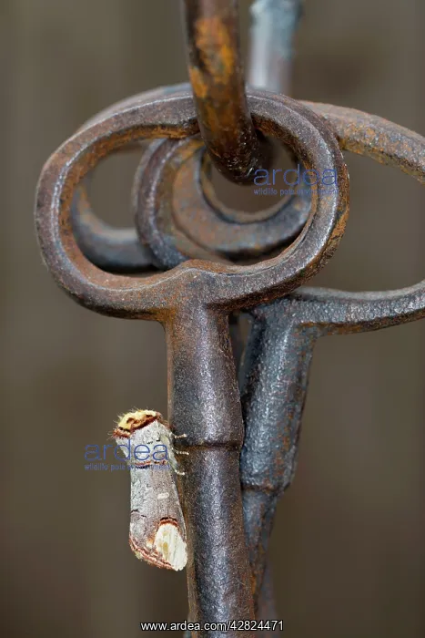 : Buff Tip Moth - on Ornamental Keys : Buff Tip Moth - on Ornamental Keys