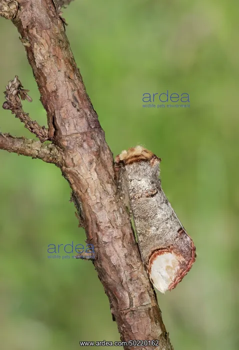 : Buff-tip moth (Phalera bucephala) perched on twig, Veneto, Italy : Buff-tip moth (Phalera bucephala) perched on twig, Veneto, Italy