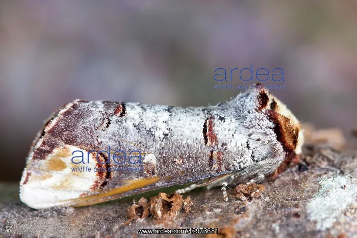 : Buff Tip Moth at rest : Buff Tip Moth at rest