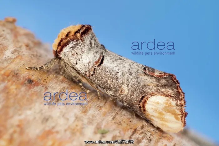  : Buff-tip moth at rest