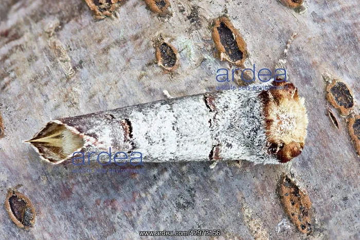 : Buff Tip Moth - at rest and showing camouflage : Buff Tip Moth - at rest and showing camouflage