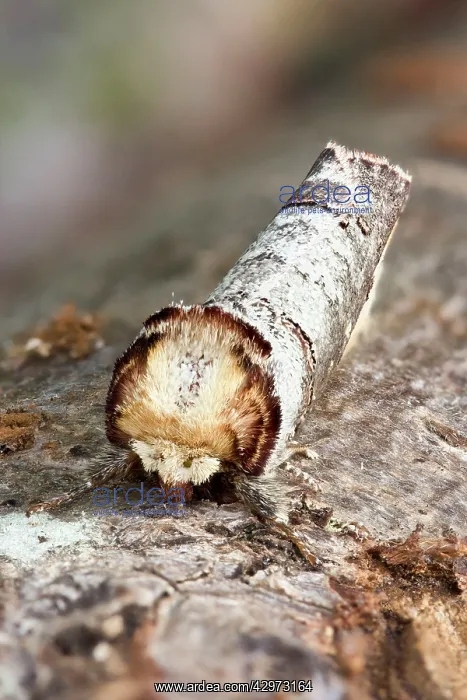 : Buff Tip Moth at rest and showing camouflage on : Buff Tip Moth at rest and showing camouflage on