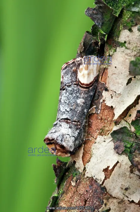 : Buff-tip Moth - Resting on tree trunk : Buff-tip Moth - Resting on tree trunk