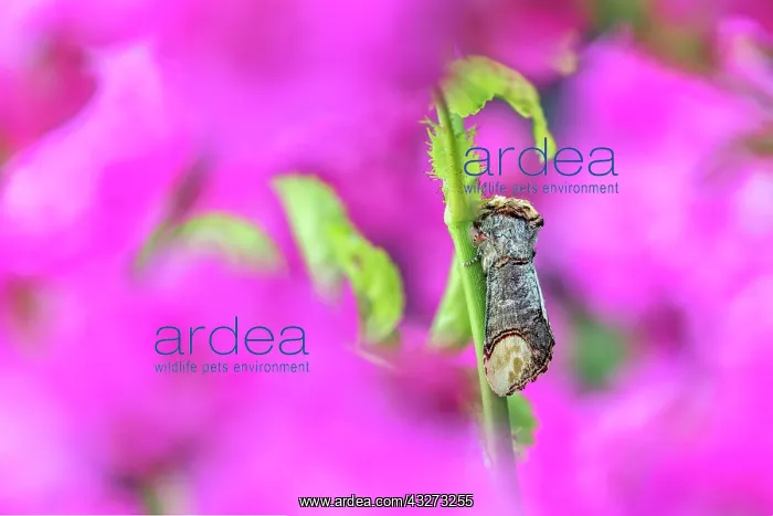 : Buff Tip Moth - on Rose - UK : Buff Tip Moth - on Rose - UK