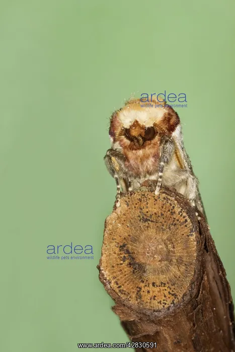 : Buff-tip Moth - showing camouflage on twig : Buff-tip Moth - showing camouflage on twig