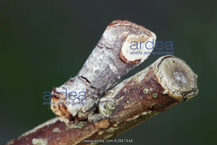 : Buff Tip Moth - on a twig : Buff Tip Moth - on a twig