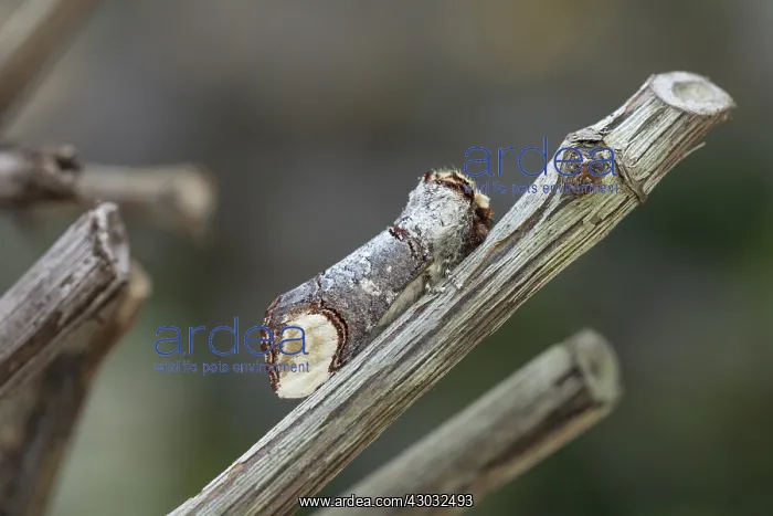 : Buff Tip Moth - on Twig - Cornwall - UK : Buff Tip Moth - on Twig - Cornwall - UK