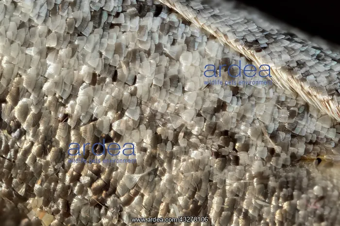 : Buff-tip moth - wing scales : Buff-tip moth - wing scales