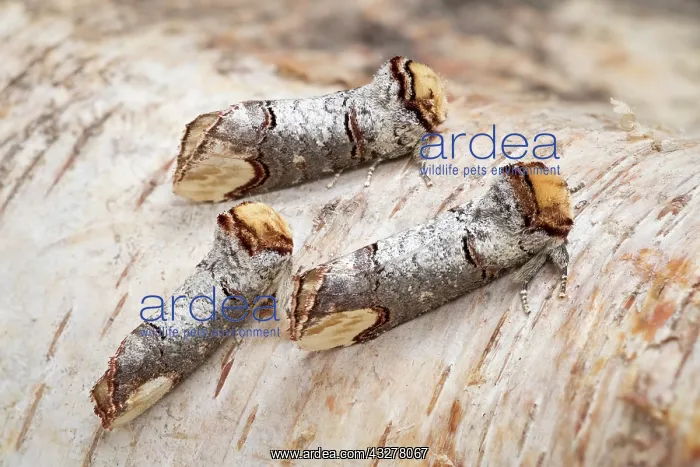  : Buff-tip moths at rest