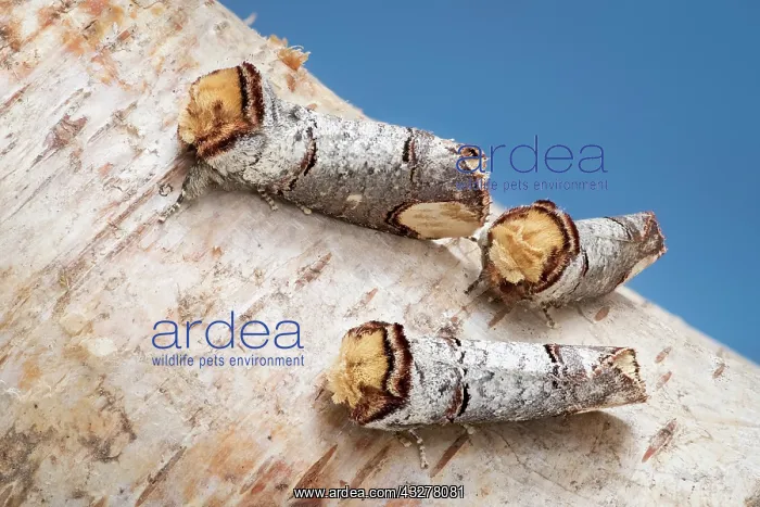  : Buff-tip moths at rest
