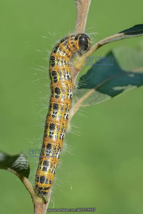 : Buff-tip (Phalera bucephala), caterpillar, Burgenland : Buff-tip (Phalera bucephala), caterpillar, Burgenland