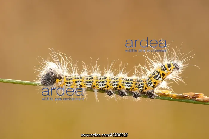 : Buff-tip (Phalera bucephala) close up, the Neth : Buff-tip (Phalera bucephala) close up, the Neth