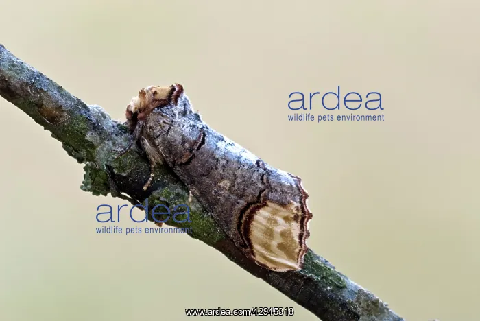 : Buff-tip - Resting on thin branch : Buff-tip - Resting on thin branch