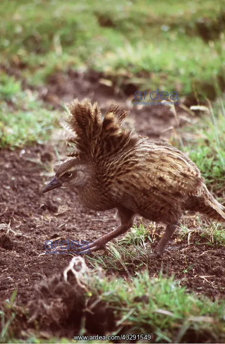 : BUFF WEKA - with wind blown feathers : BUFF WEKA - with wind blown feathers