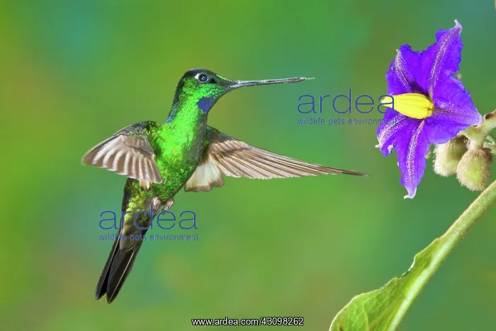  : Buff-winged Starfrontlet