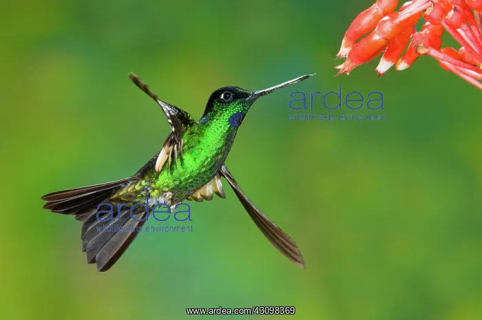 : Buff-winged Starfrontlet : Buff-winged Starfrontlet