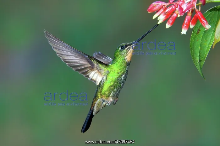 : Buff-winged Starfrontlet : Buff-winged Starfrontlet