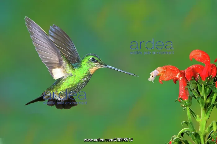 : Buff-winged Starfrontlet