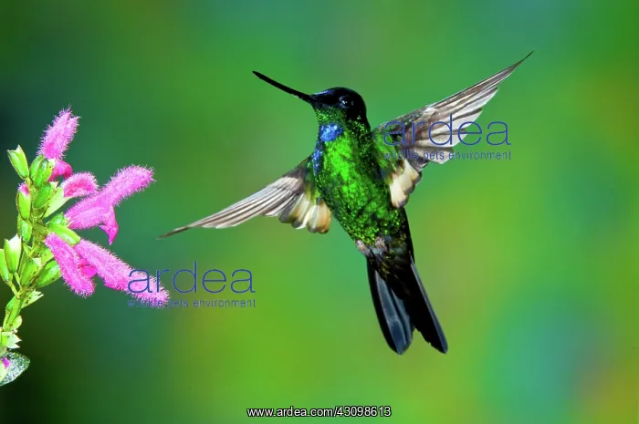 : Buff-winged Starfrontlet : Buff-winged Starfrontlet