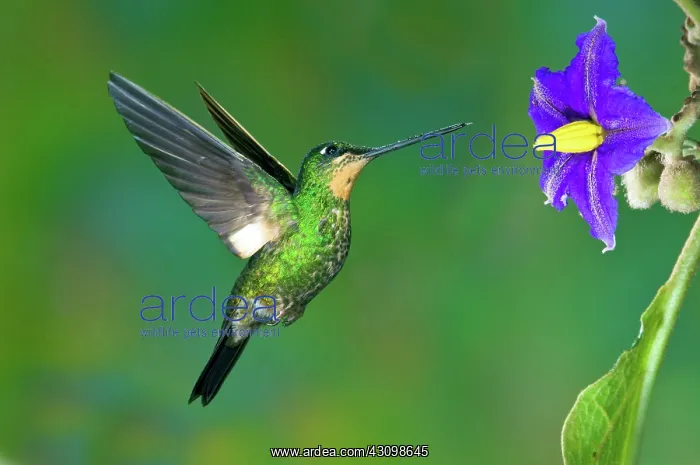 : Buff-winged Starfrontlet : Buff-winged Starfrontlet
