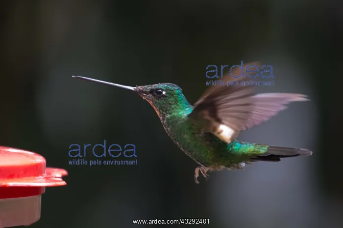 : Buff-winged Starfrontlet - At a feeder - Yanacocha : Buff-winged Starfrontlet - At a feeder - Yanacocha