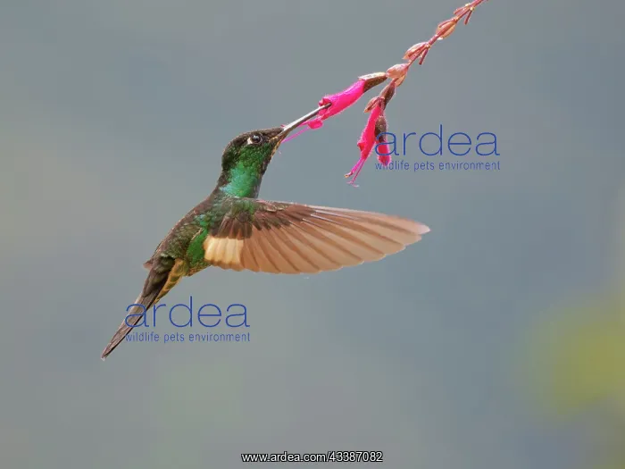 : Buff Winged Starfrontlet Hummingbird - feeding a : Buff Winged Starfrontlet Hummingbird - feeding a