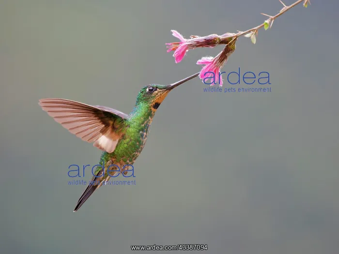 : Buff Winged Starfrontlet Hummingbird - feeding a : Buff Winged Starfrontlet Hummingbird - feeding a
