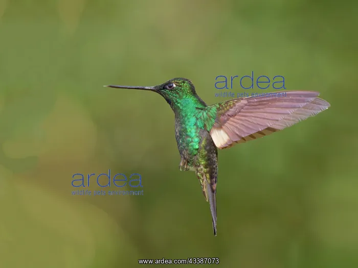 : Buff Winged Starfrontlet Hummingbird - in flight : Buff Winged Starfrontlet Hummingbird - in flight