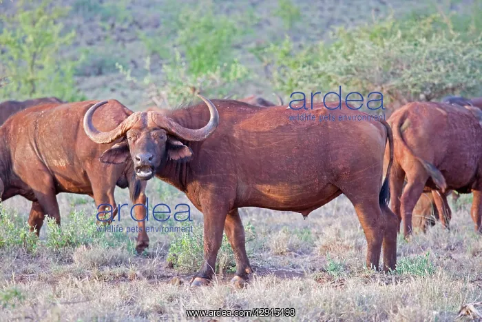 : Buffalo (Syncerus caffer). Tsavo East National Park Kenya : Buffalo (Syncerus caffer). Tsavo East National Park Kenya