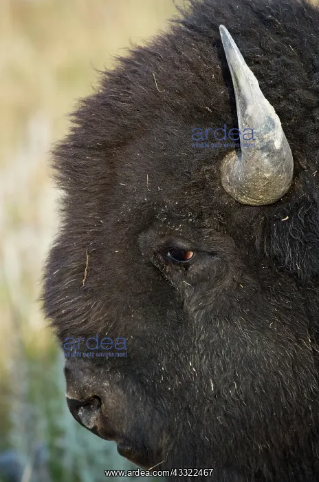 : Buffalo bull portrait : Buffalo bull portrait