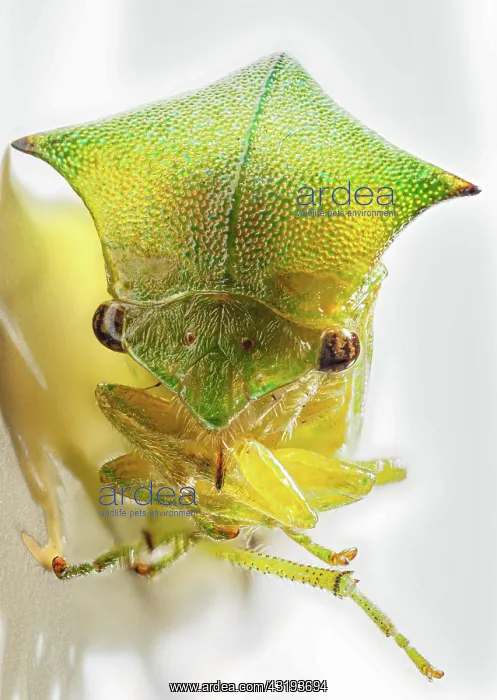 : Buffalo cicada (Stictocephala bisonia), macro close-up : Buffalo cicada (Stictocephala bisonia), macro close-up