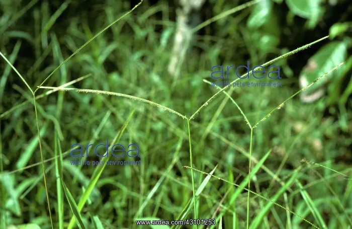 : Buffalo Grass : Buffalo Grass