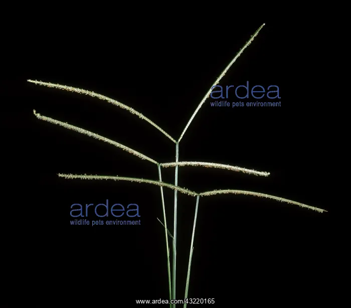 : Buffalo grass (Paspalum conjugatum) flower spikes : Buffalo grass (Paspalum conjugatum) flower spikes