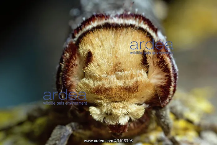 : Buffalo head (Phalera bucephala) : Buffalo head (Phalera bucephala)