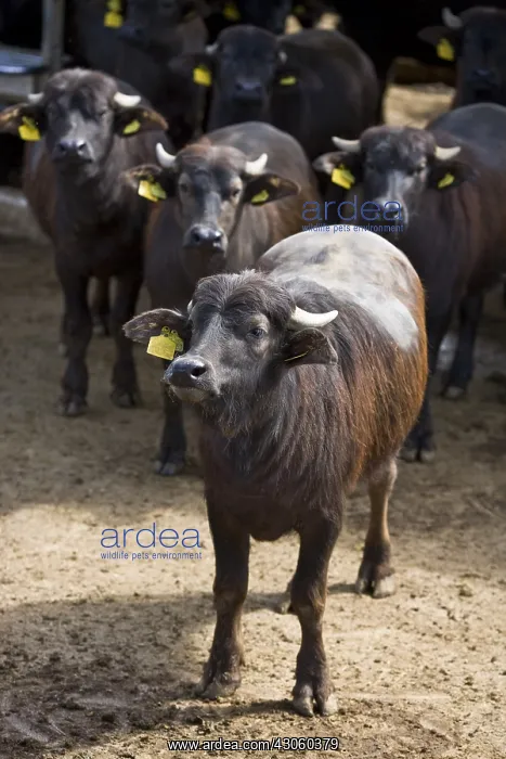 : Buffalo heifers in semi covered : Buffalo heifers in semi covered