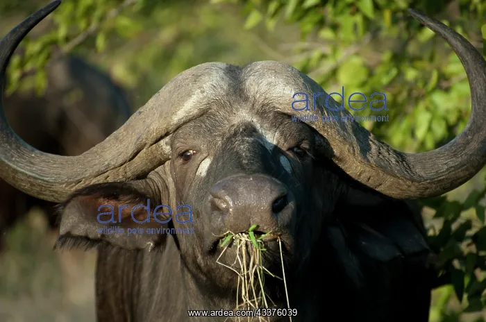 : Buffalo - looking at camera and eating grass - : Buffalo - looking at camera and eating grass -