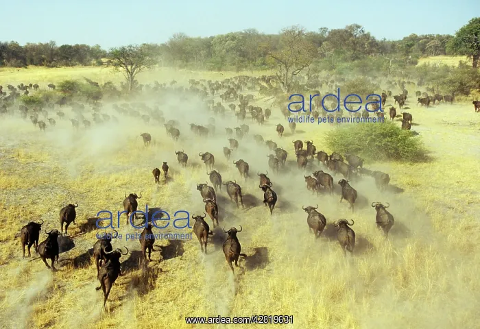 : Buffalo - running : Buffalo - running