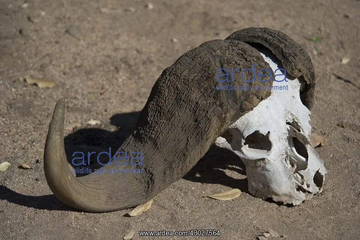 : Buffalo skull - on ground - Kruger National Park : Buffalo skull - on ground - Kruger National Park