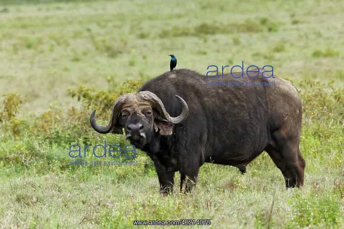 : Buffalo and starling, Lake Nakuru National : Buffalo and starling, Lake Nakuru National