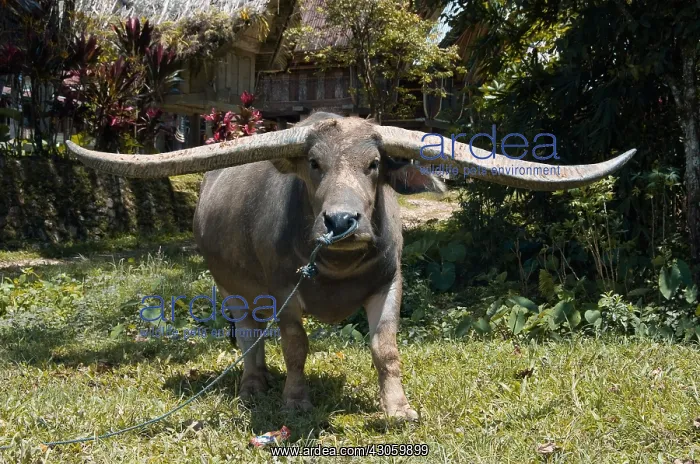 : Buffalo in Sulawesi Indonesia : Buffalo in Sulawesi Indonesia