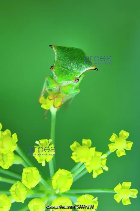 : Buffalo Treehopper : Buffalo Treehopper