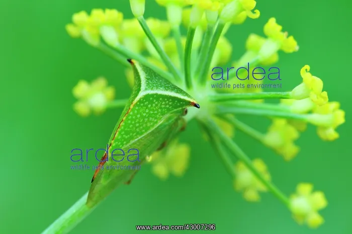 : Buffalo Treehopper : Buffalo Treehopper